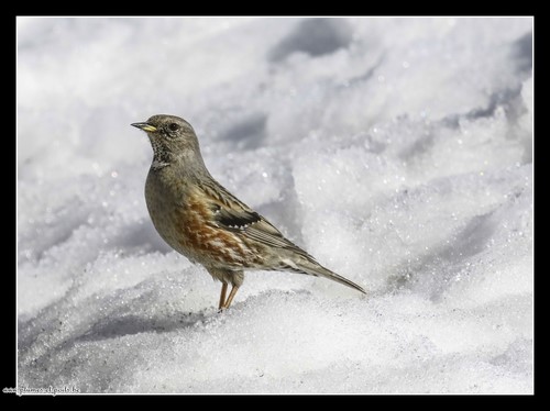 Accenteur alpin